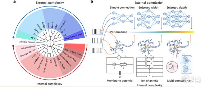 门徒平台官方：中国类脑计算研究登Nature子刊：解锁AI性能提升新路径，中科院清华北大联合成果
